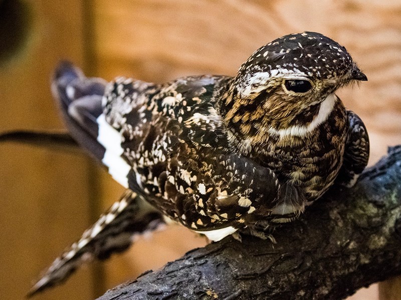 Powell River Orphaned Wildlife Society