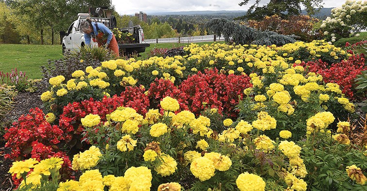 Gardeners pick out the wilted flowers in Connaught Hill park Monday morning. Citizen photo by Brent Braaten