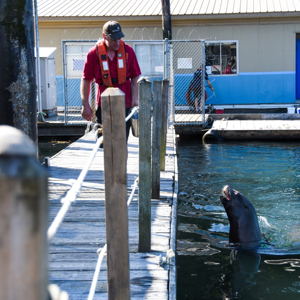 Nigel waller of the Marine Mammal Research Station spends six to eight hours a day training the faci