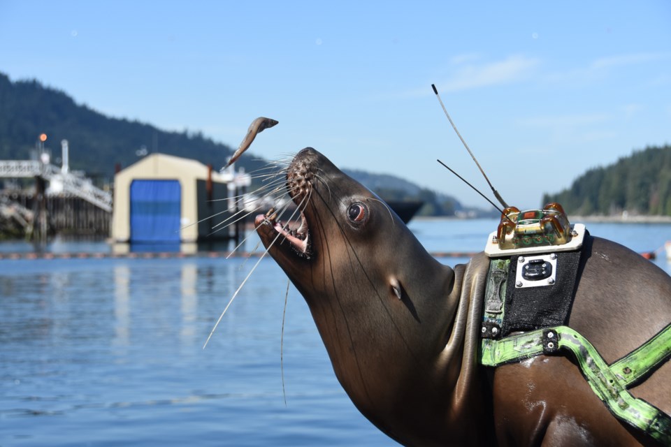 Boni, 19, gets a fish. Like any kind of animal training, food is one of the pillars that bonds train