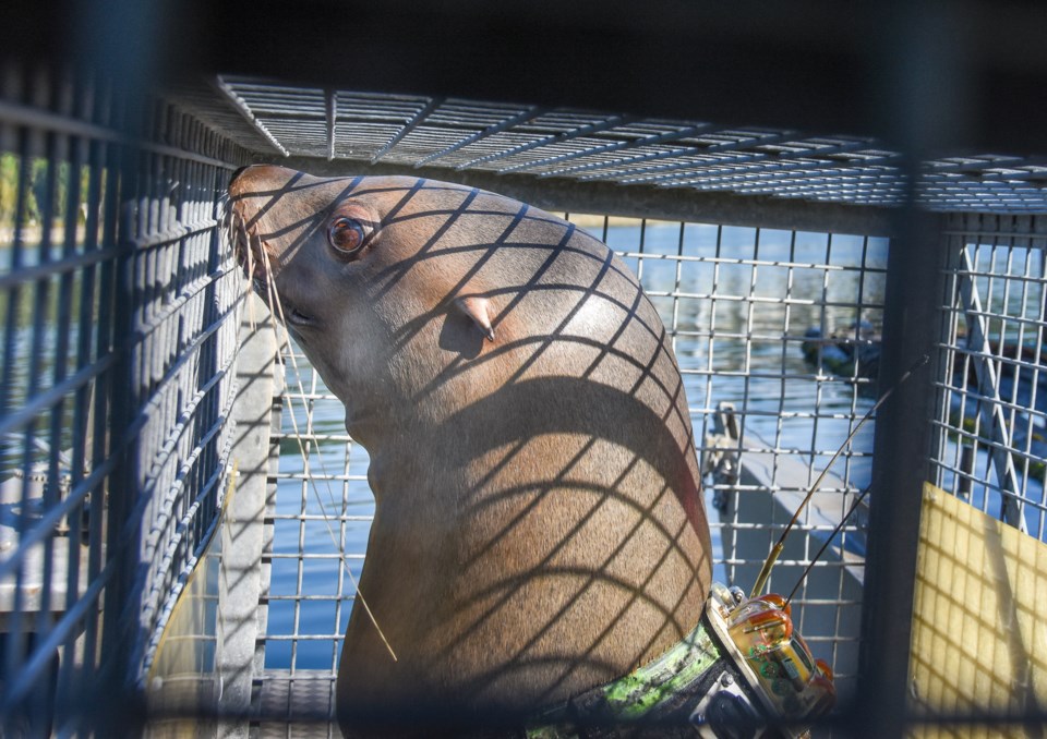 Sitka is taken up Burrard inlet on a boat. She could swim to the deep fjords of Indian Arm, say trai