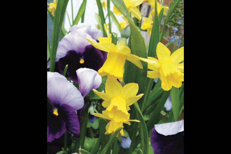 Containers planted with pansies and dwarf daffodils in the fall give a long season of bloom, with the bulb flowers adding to the display in spring.