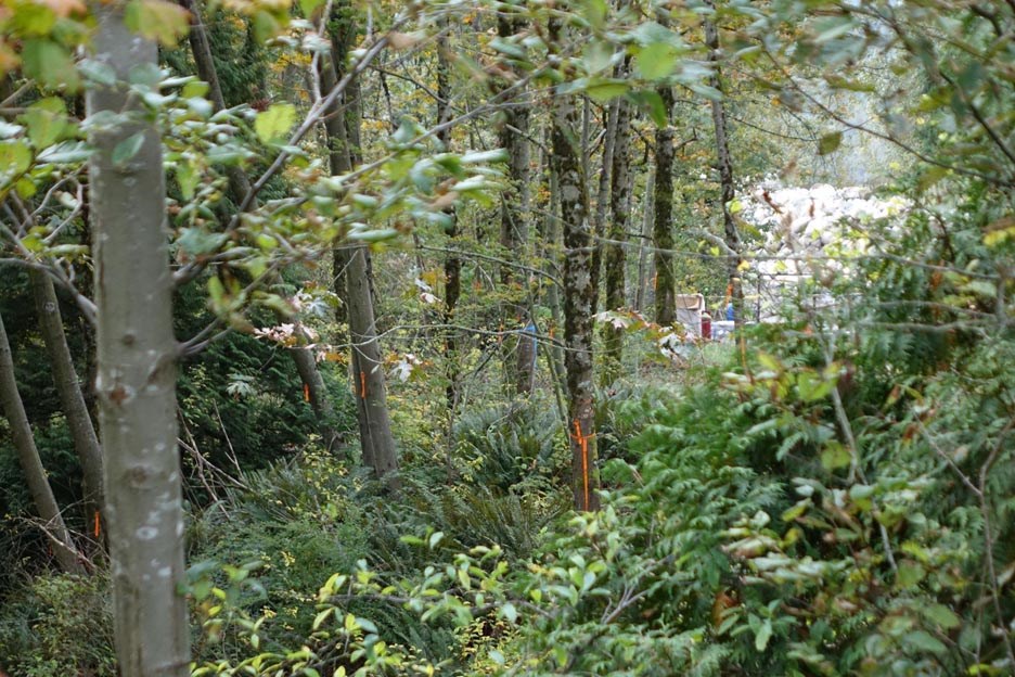 burnaby tank farm trees