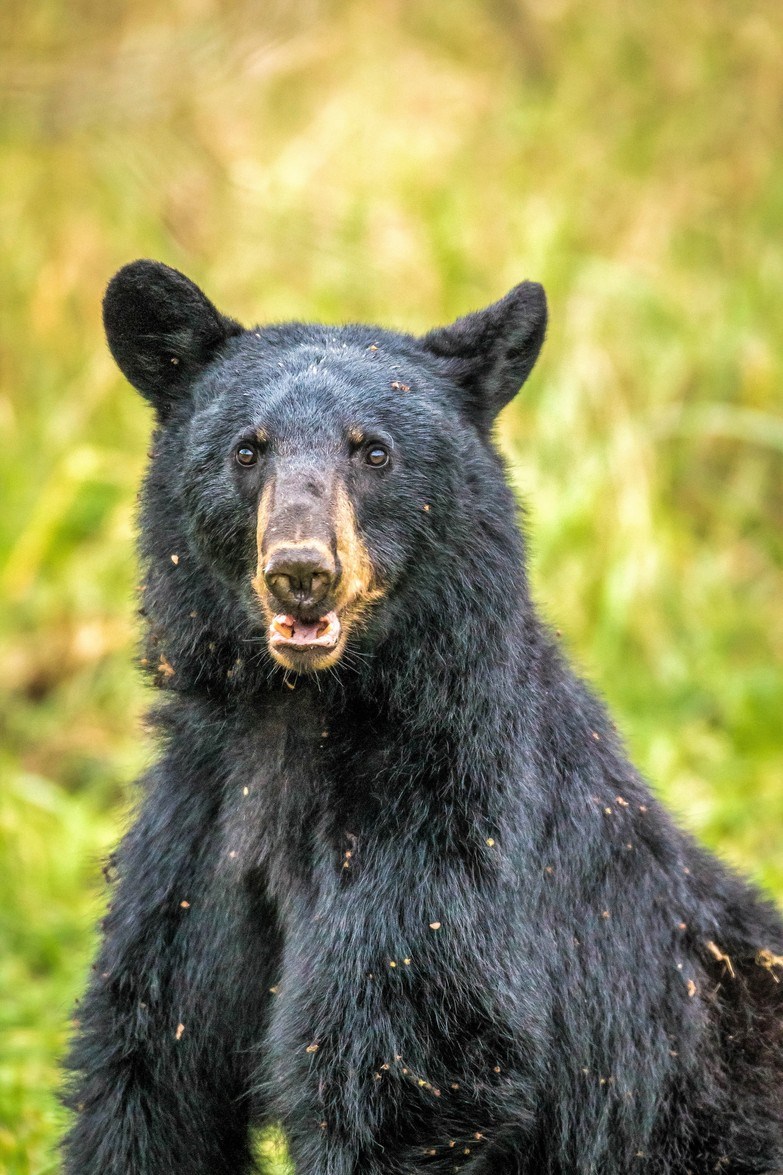Black-bear.28_9272019.jpg
