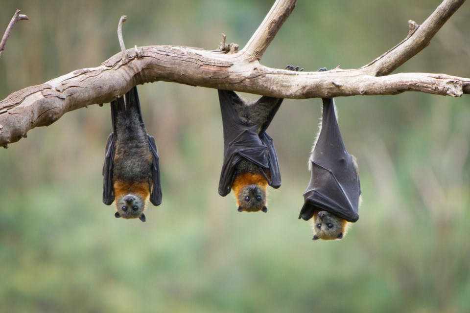 bats