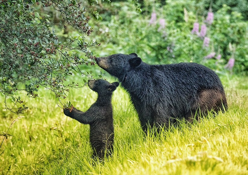 Coquitlam’s Maja Lakhani placed second in the ‘wild settings’ category for her photo titled 'Mother's Love'