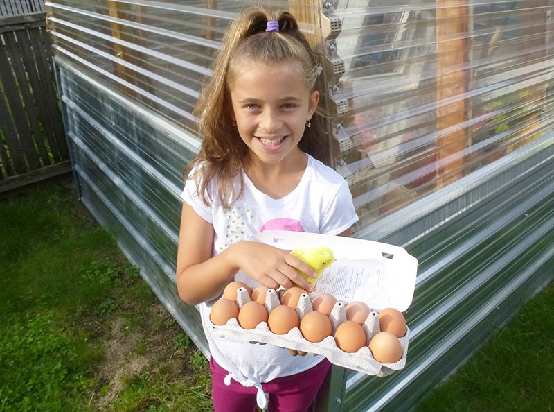 Chickens