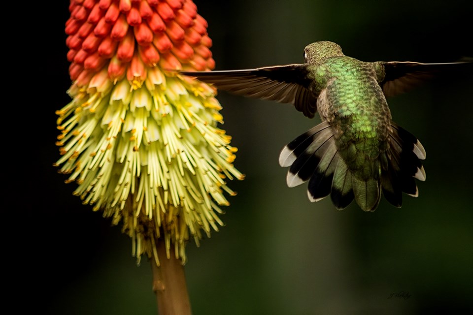'Focused,' a hummingbird from Qualicum Beach