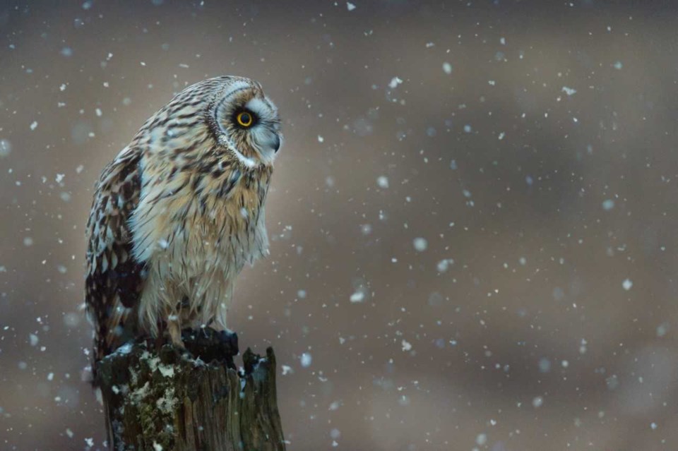'Short-eared owl in snowfall,' Surrey