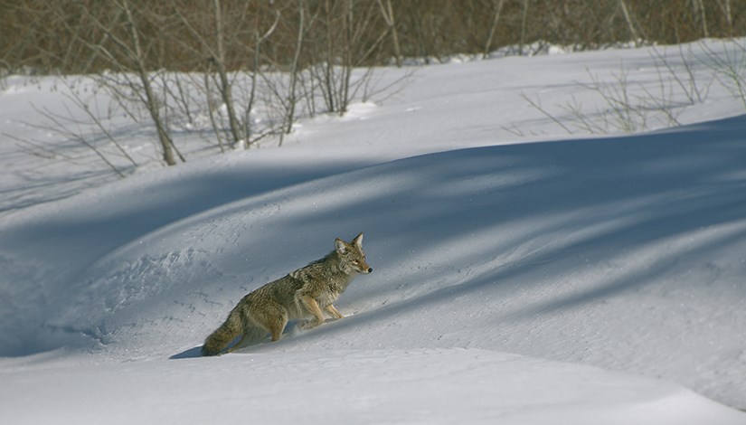 'Travelling Solo,' a coyote in the snow near Prince George took home top spot in the 'wild settings'