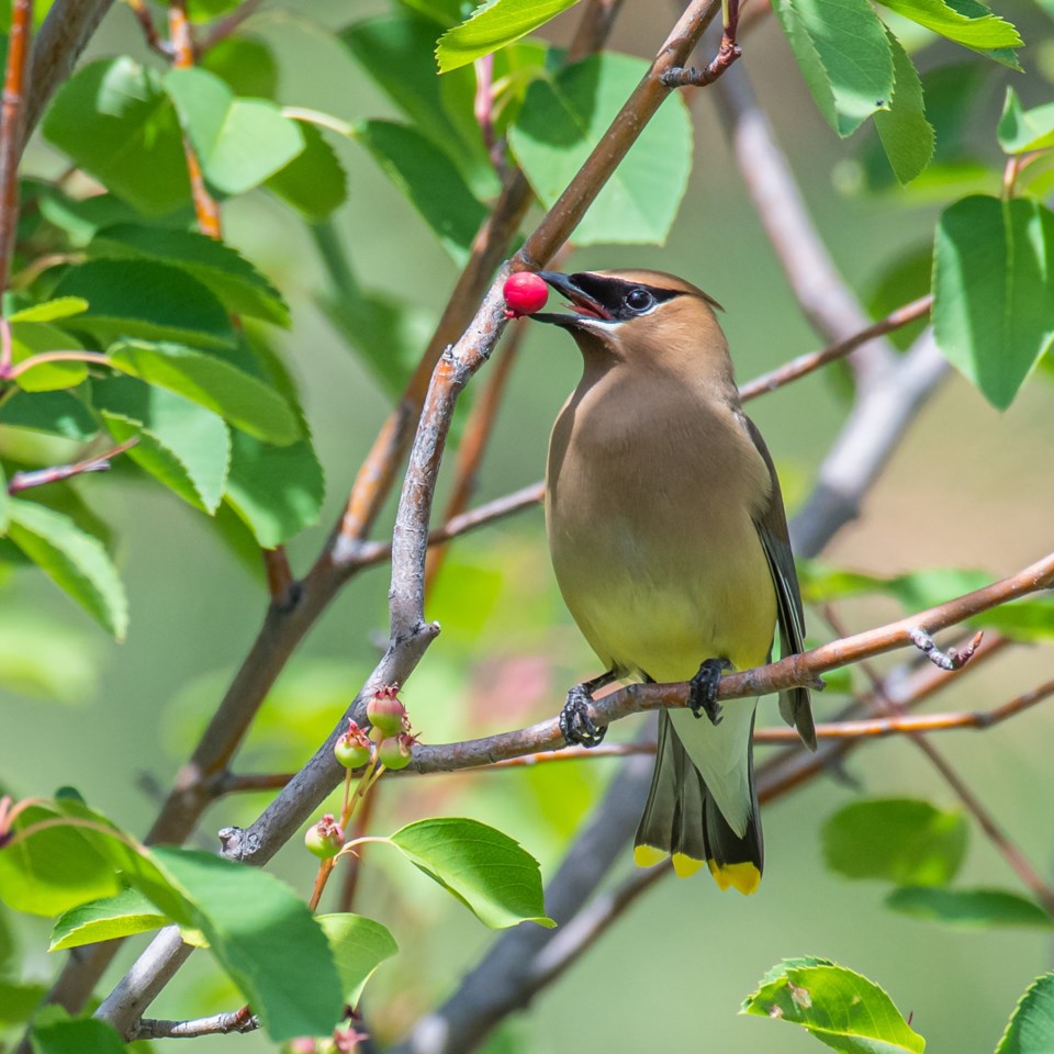 'Look what I got,' a Cedar waxwing near Oliver