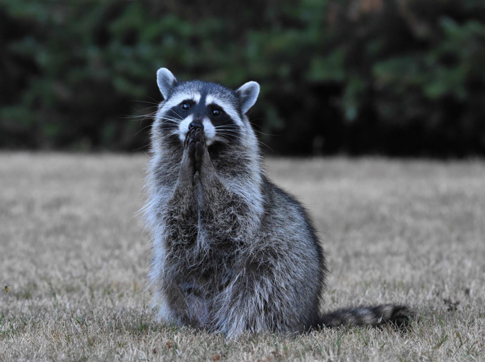 'Face of an angel,' snapped near Duncan