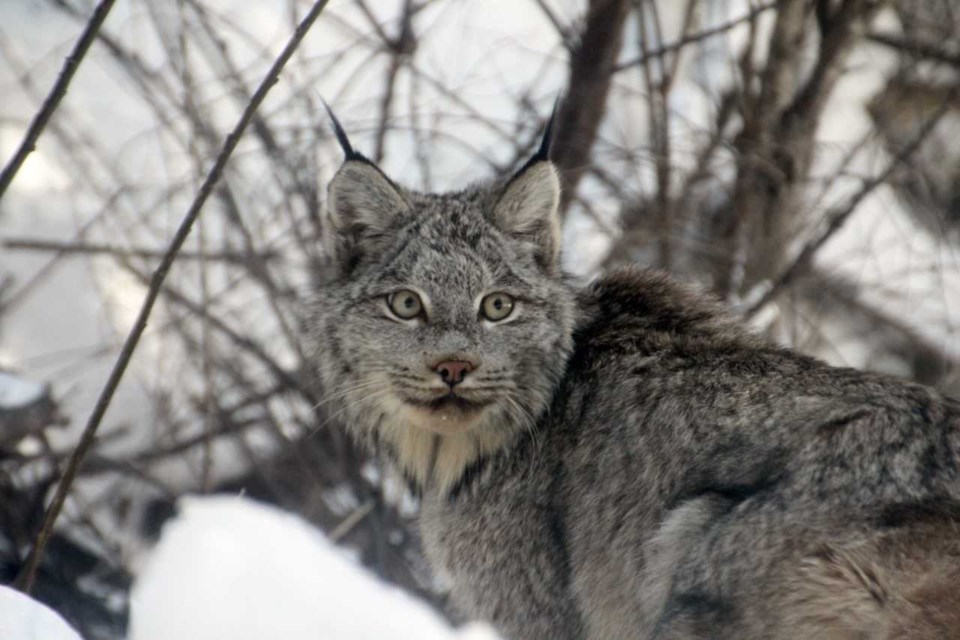 A lynx near 150 Mile House