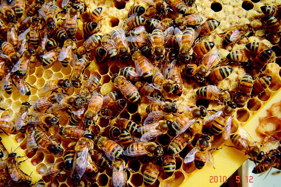 Honey-Producers.03_1032019.jpg