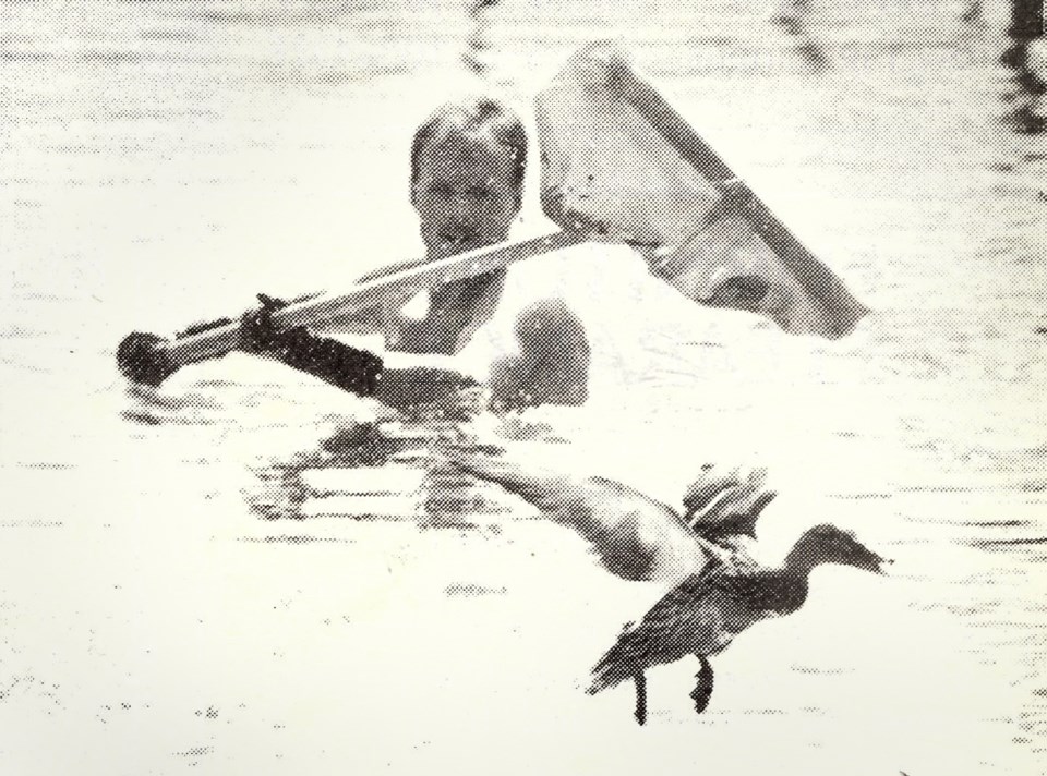 ducks, swimming pool