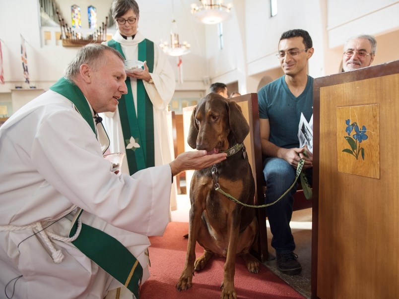 animal blessing