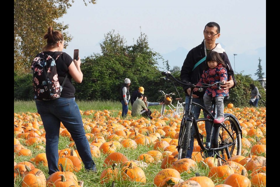 The Richmond Country Farms pumpkin patch is up and running on Steveston Highway. Photos by Boaz Joseph/Special to the News