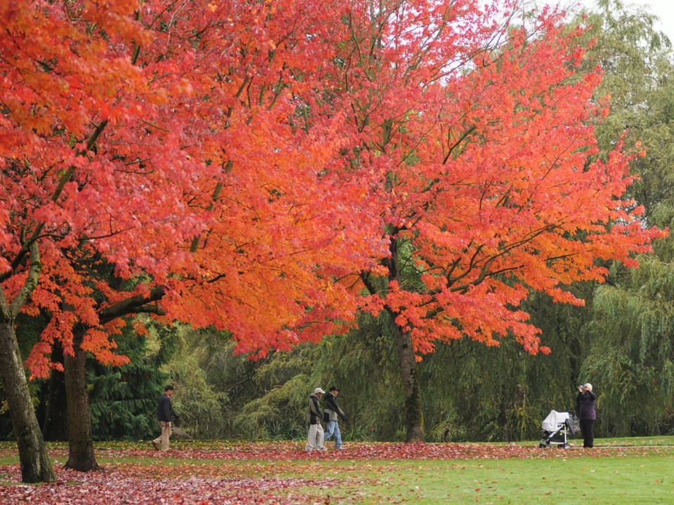 trout lake leaves