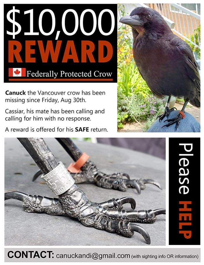 canuck the crow reward