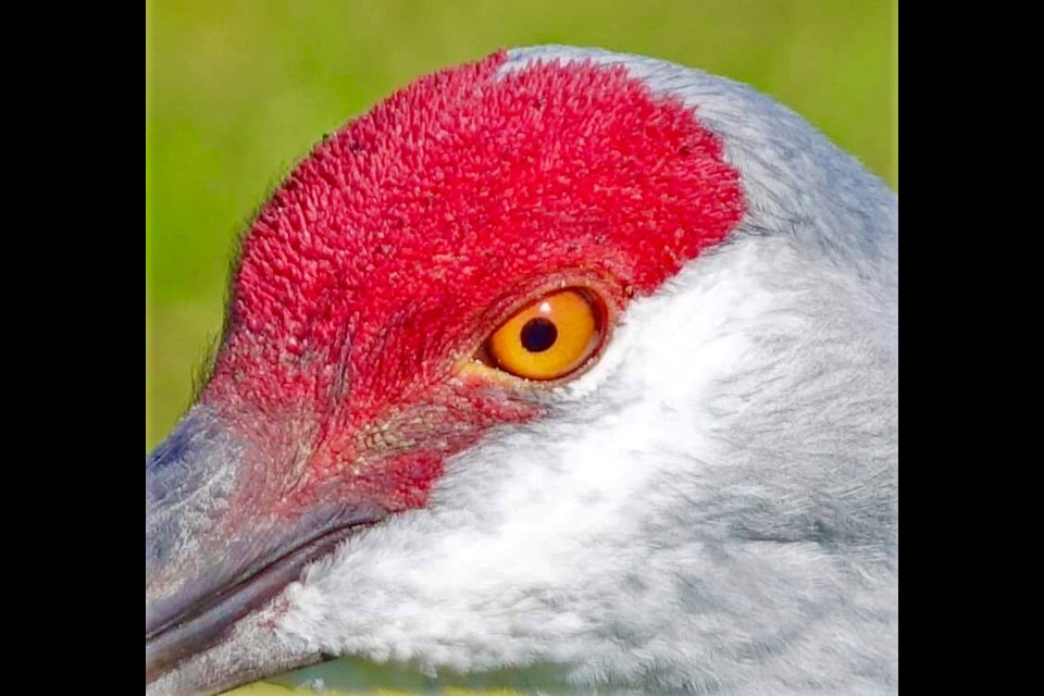 A sandhill crane caught on camera in South Burnaby. John Preissl photo