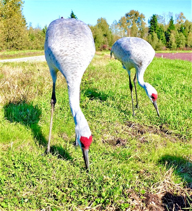 cranes two