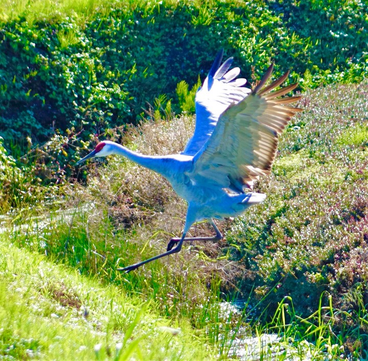 cranes three