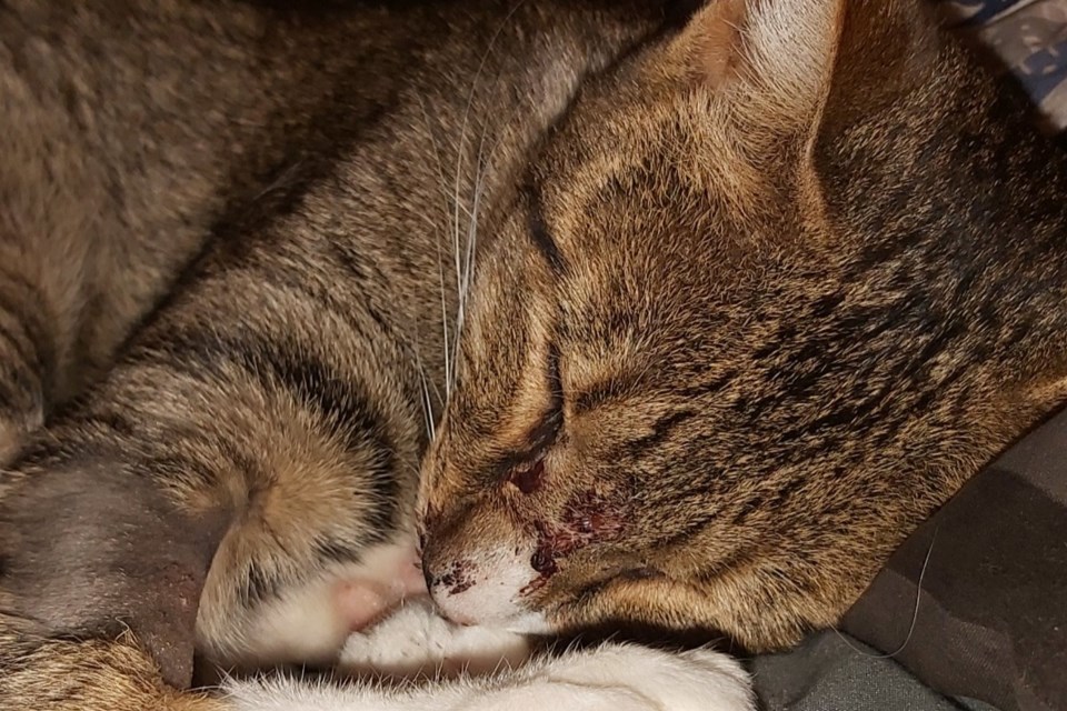 Mittens is recovering from apparently being shot by an air gun or rifle. GoFundMe photo