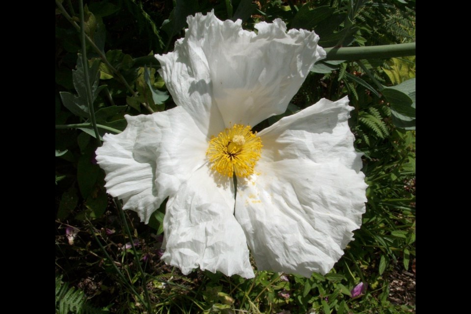 The Matilija poppy (Romneya coulteri) is a beautiful shrubby perennial that, once well established in a garden, can begin producing offshoot plants.