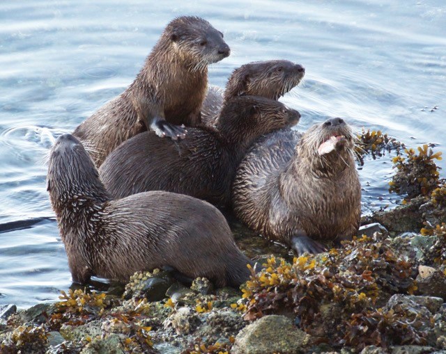 otters