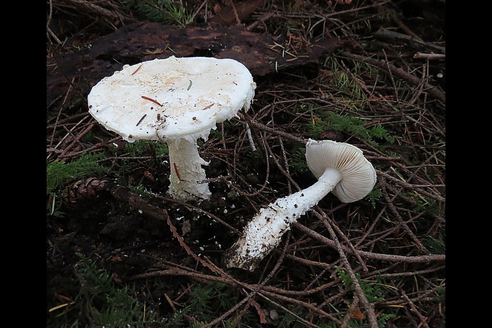 Smith's amanita (Amanita smithiana) mushrooms.
