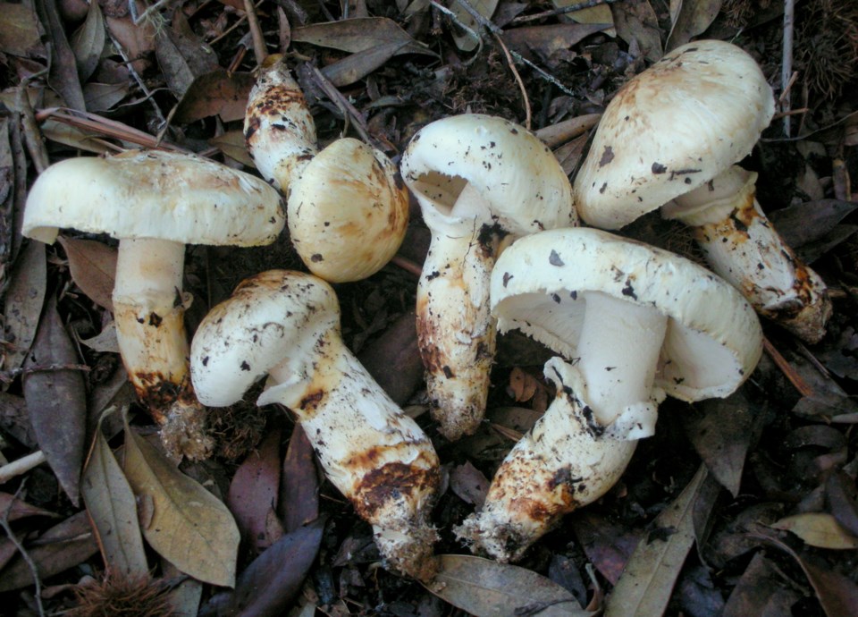 Tricholoma murrillianum