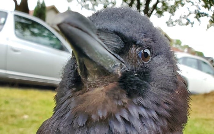 canuck the crow