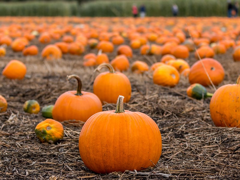 Pumpkins