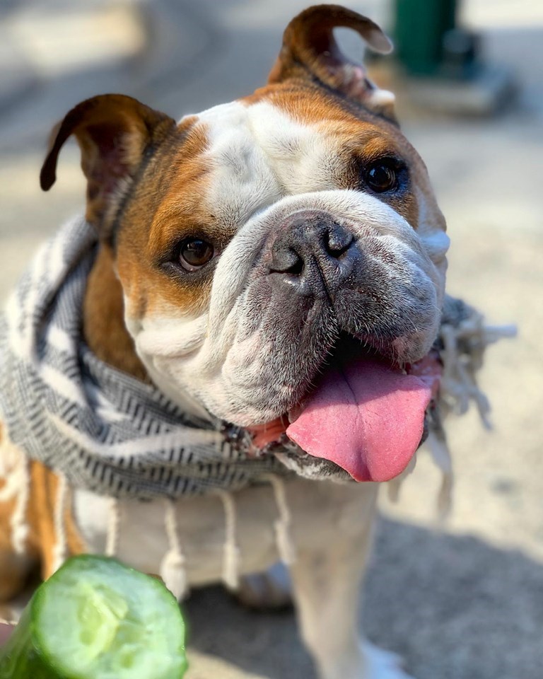 Mister Bentley