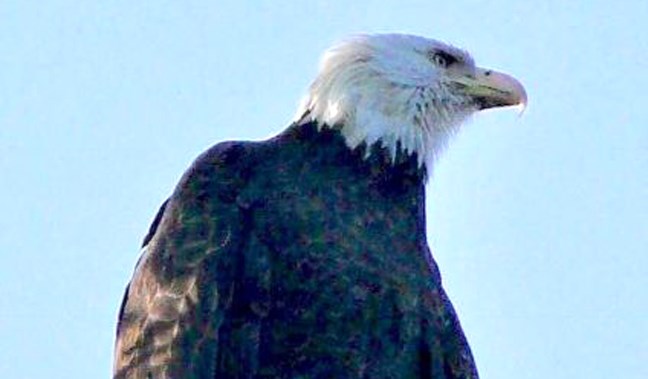 A Deer Lake eagle in Burnaby. John Preissl photo