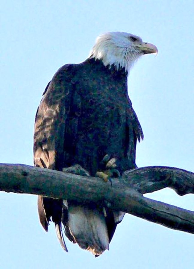 burnaby eagles