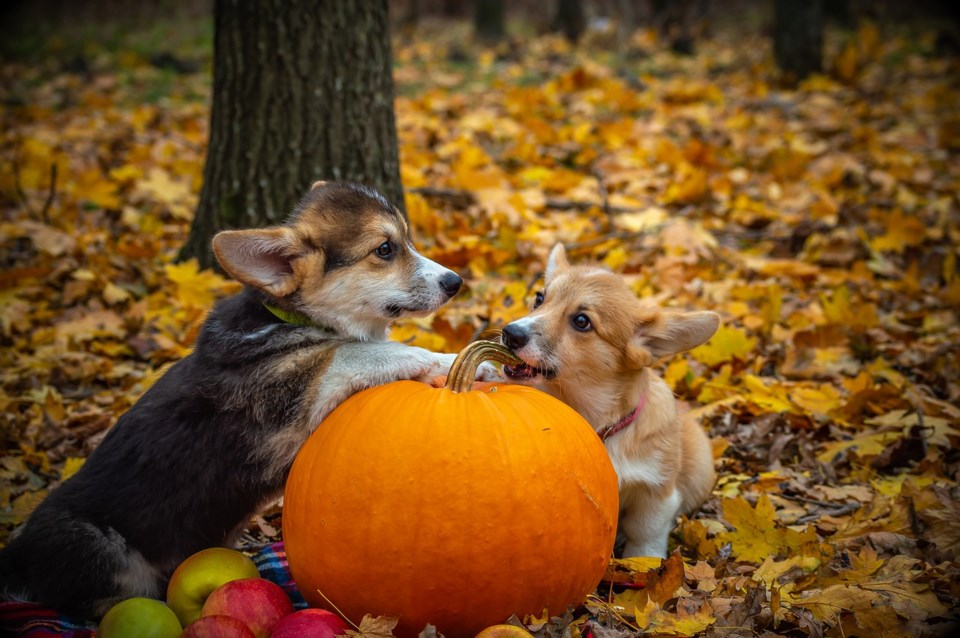 Halloween pet