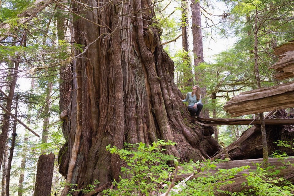 Ancient Forest Alliance campaigner Andrea Inness beside an unprotected 4.3-metre-wide red cedar tree in the Nahmint Valley near Port Alberni.