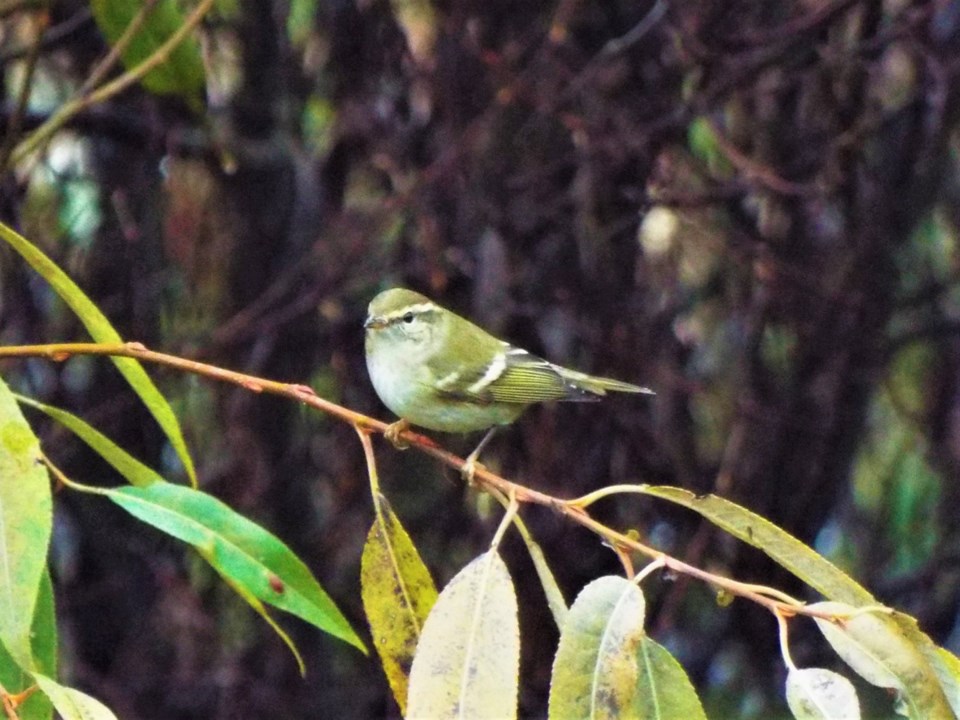 yellow-browed warbler_02012.jpg