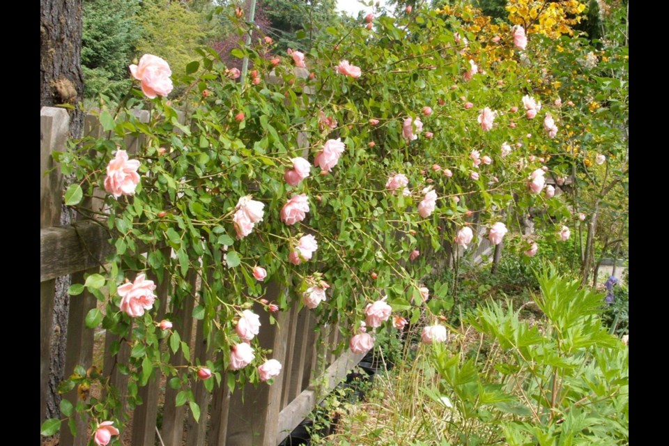 Prune rambling roses like this Albertine, which have one bloom period in late spring and early summer, after they have flowered.