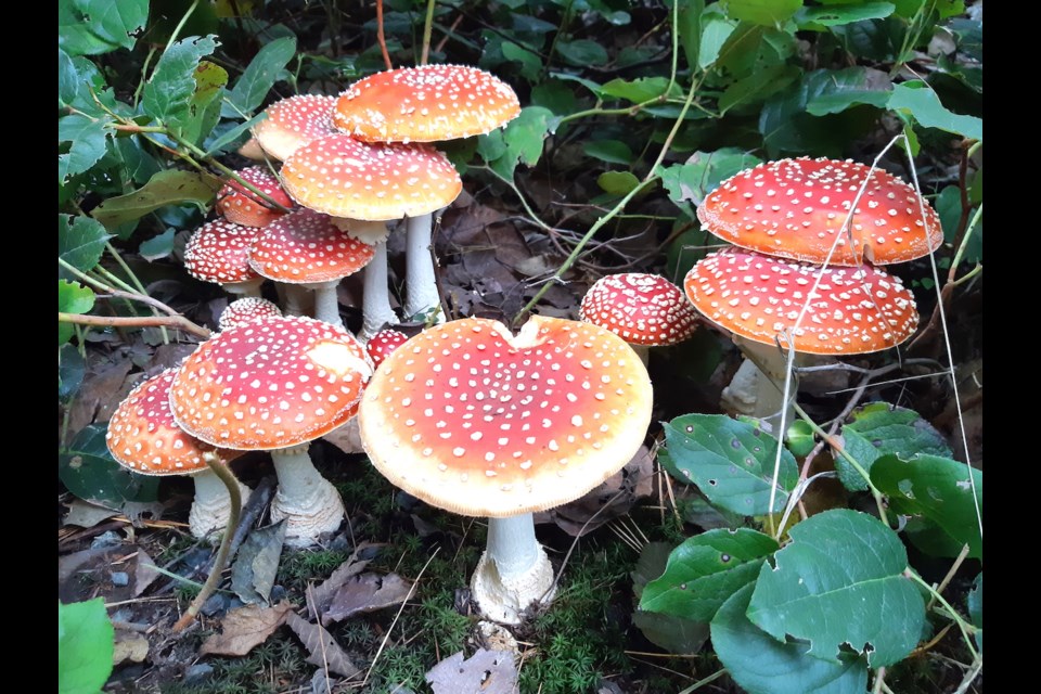 Amanita muscaria on Bowen Island.