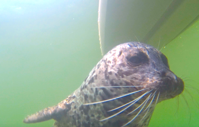A curious young seal examines Bob Turner’s underwater camera in Mannion (Deep) Bay in January 2018.