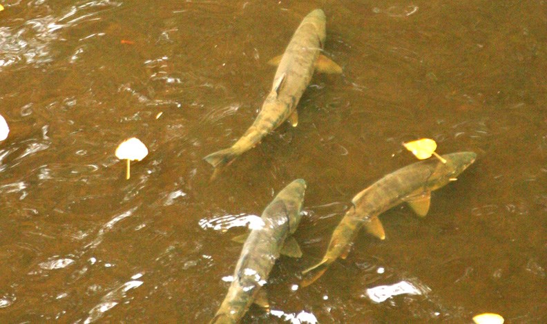 chum salmon burnaby