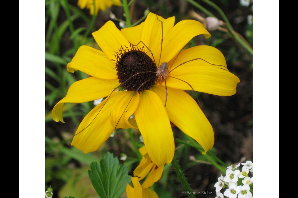 Daddy longlegs, not a true spider, on a cone flower. Photo: © S. Eiche