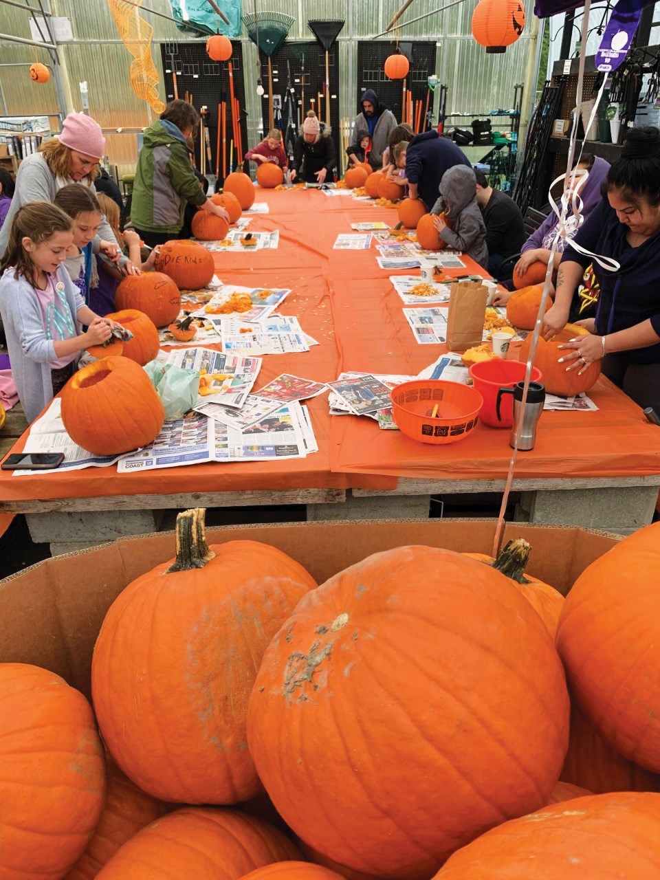 pumpkins