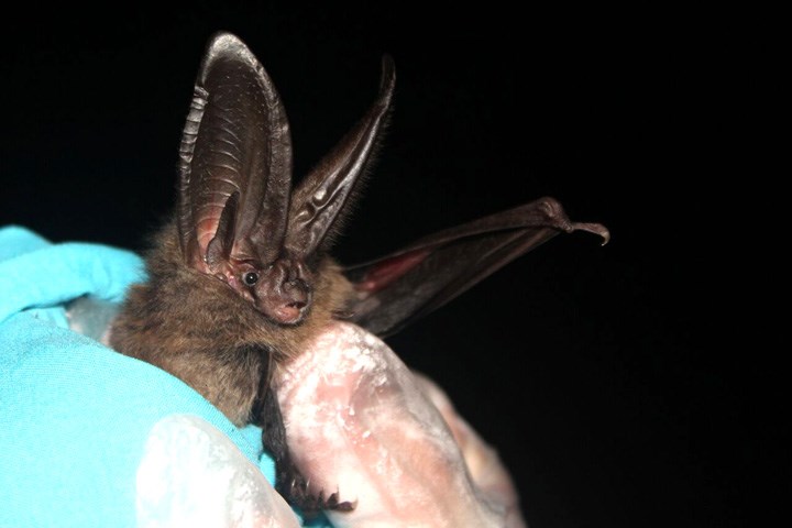 bat week burnaby