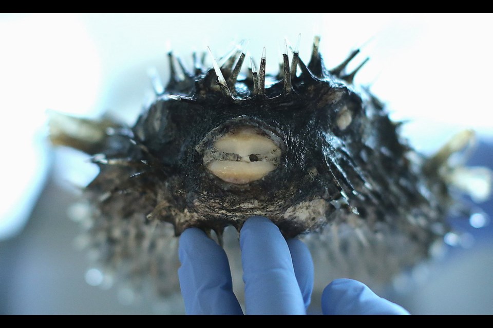 Gavin Hanke, curator of Vertebrate Zoology, shows off a spotted porcupine puffer fsh in his lab in the Fannin Tower at the Royal B.C. Museum.