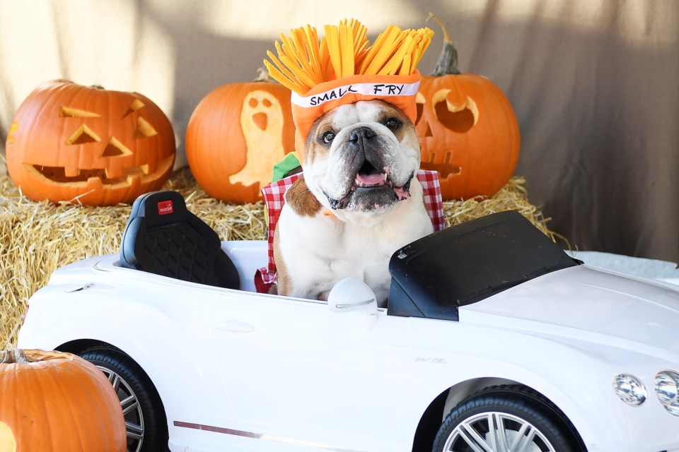 Mister Bentley the bulldog attended Bosley’s Thanks for Giving Halloween Paw-ty on Saturday. The event was a fundraiser for New Westminster Animal Services and Hug A Bull Advocacy and Rescue Society.