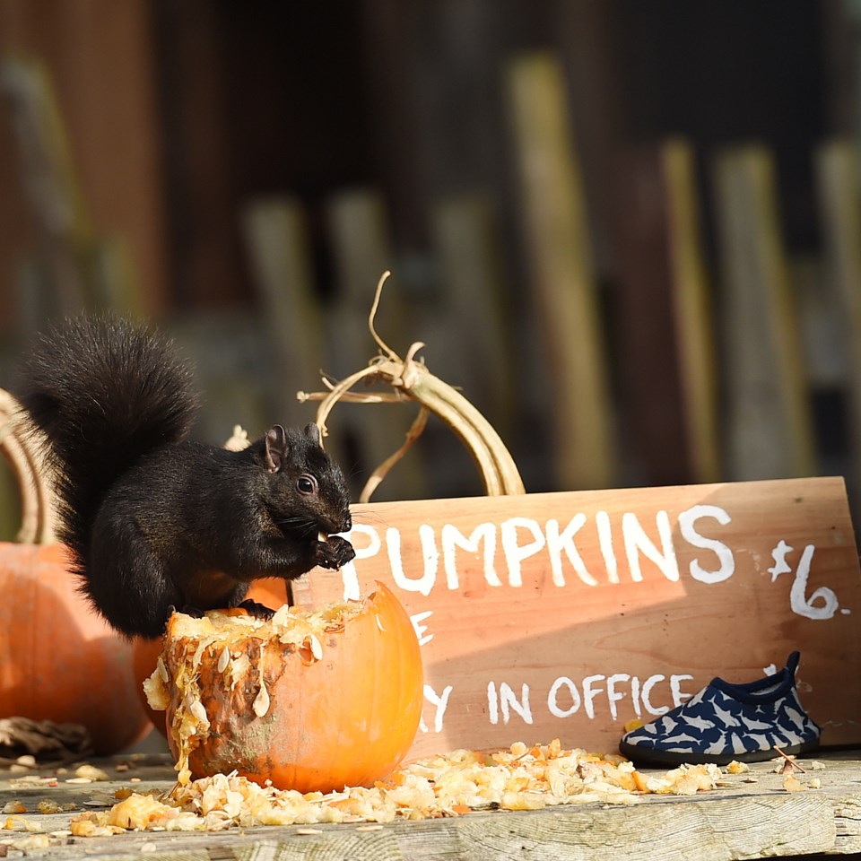 An opportunistic squirrel makes the most of a pumpkin at Vancouver’s Southlands Heritage Farm. Photo
