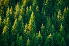 forest-licence-audit.07_103.jpg
